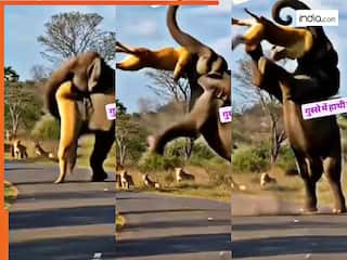 Sher Ka Video: एआई ने दिखाई हाथी और शेर की भयंकर लड़ाई, जंगल के राजा का निकल गया कचूमर | देखें वीडियो