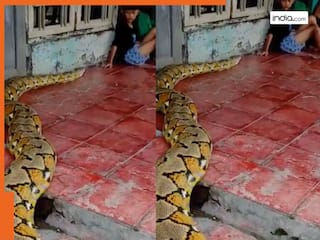 Azgar Ka Video:  रेंगते हुए खेल रहे बच्चों पास पहुंच गया विशालकाय अजगर, डरने के बजाय उसकी के साथ खेलने लगा मासूम..देखें वीडियो