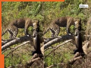 Animal Viral Video: पेड़ के ऊपर शिकार के आश में बैठा था तेंदुआ, जैसे ही मगरमच्छ की हुई एंट्री झपट्टा मार खींच लिया ऊपर | देखें वीडियो