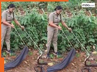 Cobra Viral Video: 16 फीट लंबे किंग कोबरा को अकेले काबू करने लगी ये महिला, आगे जो हुआ देख उड़ जाएंगे होश, खौफनाक वीडियो हुआ वायरल