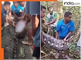 अजगर ने जिंदा निगल लिया पूरा इंसान, जब पेट चीरकर निकाला बाहर तो...कमजोर दिल वाले ना देखें ये Video