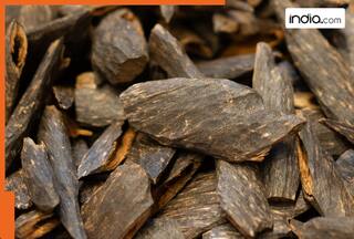 World’s most expensive wood, costs more than gold and silver, not red sandalwood, it's found in..., priced at Rs...