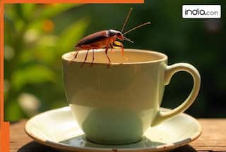 Are there crushed cockroaches in your favourite coffee?  FDA reveals shocking TRUTH