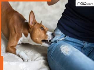 दिल्ली में बढ़ रहे हैं आवारा कुत्ते, हर दिन काट लेते हैं 2000, सीरियस हुआ नगर निगम.. जल्द मिलेगा जोन वाइज हेल्पलाइन नंबर