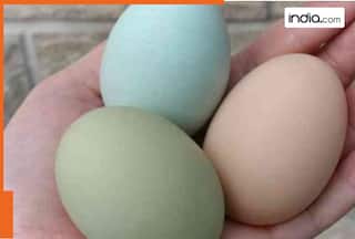 Green and blue eggs? These hen breeds will surprise you...their names are..., found in this country...