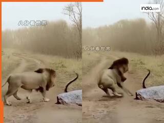 जब जंगल के राजा का हुआ किंग कोबरा से सामना, बड़ी भयानक थी लड़ाई, Video में देखें किसकी हुई जीत