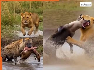 Sher Ka Video: हिरण को दबोच रखा था लकड़बग्घा, तभी आ धमका शेर और निकाल दी सारी हेकड़ी | देखें वीडियो