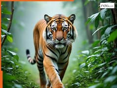 भारत बना टाइगर किंगडम! रूस-चीन को भी पीछे छोड़ दिया, इन 5 मजबूत वजहों ने रच दिया इतिहास