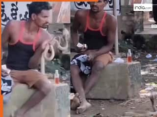 Cobra Snake Video: दारू पीकर शख्स ने कोबरा के साथ किया ऐसा कांड, पूरे सांप समाज में डर का माहौल | देखें वीडियो