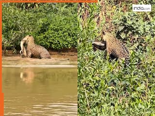 Jaguar Ka Video: मछली खा रहे मगरमच्छ पर टूट पड़ा जगुआर, फिर जबड़े में दबोचकर ले गया | हिला देगा ये वीडियो