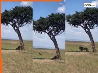 Sher Ka Video: पेड़ के नीचे बैठते ही शेर की लग गई लॉटरी, ऐसी चीज हाथ लगी झूम उठा जंगल का राजा | देखें वीडियो