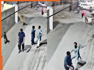 Sher Ka Video: दीवार फांदकर भागने लगा पालतू शेर, रास्ते में महिला पर कर दिया अटैक | देखें वीडियो