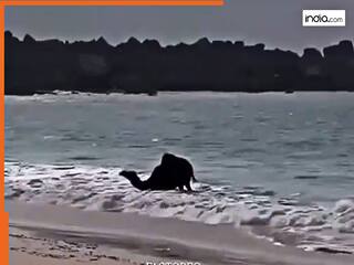 Oont Ka Video: रेगिस्तान के 'जहाज' ऊंट को पहली बार दिखा समंदर, फिर जो किया कभी नहीं देखा होगा | देखें वीडियो
