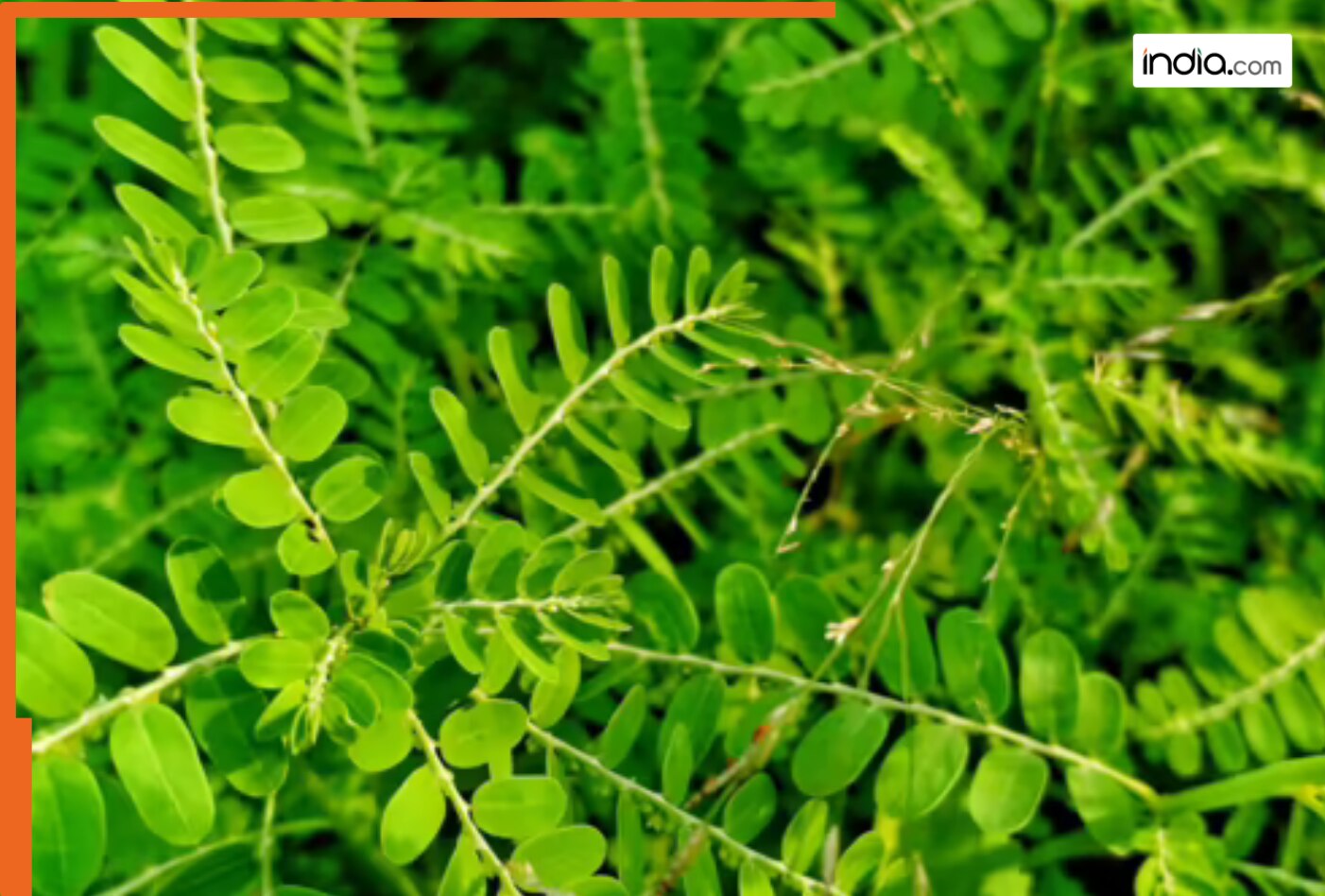 फैटी लिवर की सफाई से लेकर शुगर कंट्रोल तक, चमत्कारी है भूमि आंवला, जानें अन्य फायदे