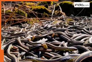 World's most dangerous place is to home to 4,000 venomous snakes, it is located in..., name is...