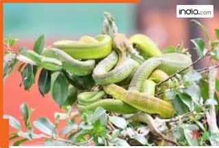 This country farms snakes like vegetables, reason behind snake farming is..., tourists also visit because..., country’s name is...