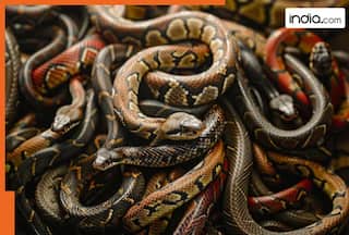 This is world's most expensive tear; one drop can neutralize 26 snake venoms, it is worth Rs..., it is of...