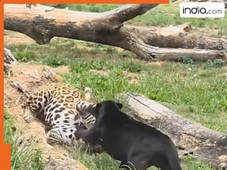 जब ब्लैक पैंथर पर जैगुआर ने कर दिया हमला, फिर खूंखार ने अपनी शक्तियों का किया इस्तेमाल, video में देखें कौन जीता