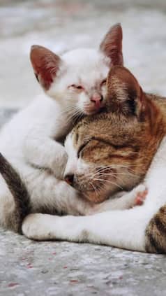 सपनों में बिल्ली देखना शुभ या अशुभ? यहां जानें सच