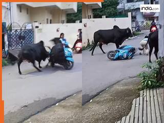 Scooty Girl Ka Video: सड़क पर हो गई दो सांडों की भयंकर लड़ाई, मगर खामियाजा स्कूटी गर्ल ने भुगता | देखें वीडियो