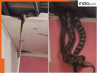 Ajgar ka Viral Video: छत गिरते ही दिखाई दिए 3 विशालकाय अजगर, खौफनाक नजारा देख कांप उठे लोग!