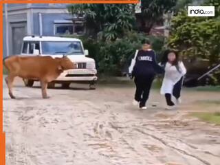 Ladki Ka Video: गाय को देखते ही कांपने लगी लड़की, भागने की कोशिश में हो गया ऐसा हाल | देखें वीडियो
