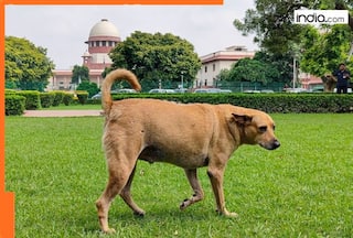 SC's BIG ruling on stray dogs order, says 'blanket direction' could lead to...; will stray dogs be released back on streets after...?