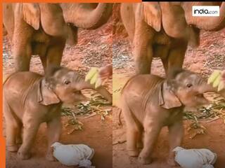 Hathi Ka Video: केला नहीं दिया तो नाराज हो गया छोटा हाथी, गुस्से में करने लगा ऐसा | देखें मजेदार वीडियो