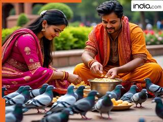 कबूतरों को आप भी डालते हैं दाना तो हो जाइये सावधान! जाना पड़ सकता हैं जेल, जानिए कोर्ट का क्या है आदेश