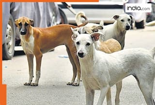 Cost of medical tests, sterilisation process, and post-operative care of dogs in Delhi-NCR will shock you; it is a minimum of…
