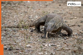 india.com top news