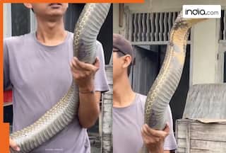 World's longest and most poisonous snake, video of 18-feet long King Cobra leaves everyone in shock, watch here