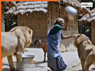 Sher Ka Video: बकरी देखा तो चुपके से आंगन में घुस गया शेर, फिर दादी ने जो किया यकीन नहीं होगा | देखें वीडियो