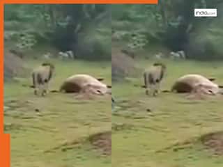 india.com top news