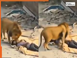 Sher Ka Video: सोते हुए शख्स के पास आ धमका शेर, नींद खुलते ही जान हलक में आ गई  | देखें वीडियो