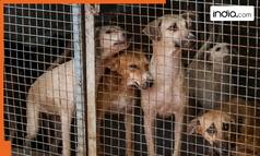 'Stray dogs will be released back to same area after...': SC modifies August 11 order