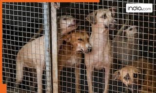 'Stray dogs will be released back to same area after...': SC modifies August 11 order