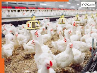 फिर डराने लगा बर्डफ्लू, यूपी का ये शहर बना हॉटस्पॉट... 15,000 मुर्गियों की मौत, प्रशासन अलर्ट