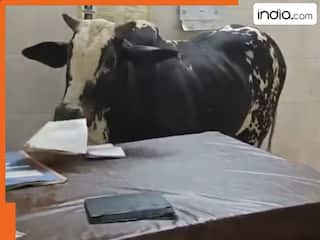Viral Video: जब हॉस्पिटल की OPD में घुस गया सांड, फिर जो हुआ देखने के लिए वीडियो लास्ट तक देखें
