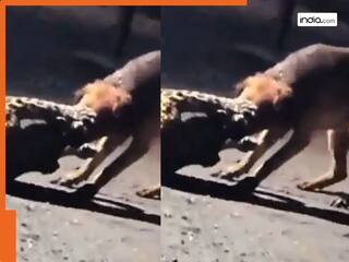 आवारा कुत्ते के आगे तेंदुआ हुआ पस्त, 300 मीटर घसीटकर किया ऐसा हाल! Video देख 'डोगेश भाई' को सबने किया सलाम