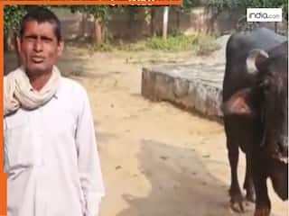 Funny Video Today: भैंस ने दूध नहीं दिया तो थाने पहुंच गया शख्स, फिर पुलिसवाले से जो कहा हंसी नहीं रुकेगी | देखिए