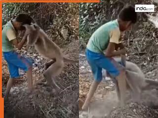 Funny Video Today: लंगूर और लड़के के बीच हो गई हाथापाई, जिसकी जीत हुई सोच भी नहीं सकते | देखें वीडियो