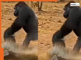 Viral Video: तालाब किनारे पानी पी रहे छोटे गोरिल्ला पर मगरमच्छ ने किया हमला, फिर बच्चे को बचाने के लिए उसके पिता ने जो किया | देखें वीडियो