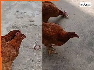Viral Snake Video: मुर्गी ने किया सांप पर हमला, पटक-पटककर मारा और फिर निगल गई जिंदा | देखें वीडियो