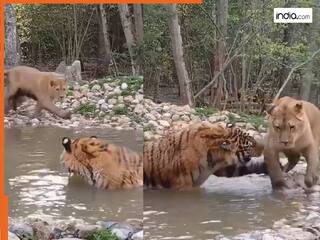 Sher Ka Video: शेर का हुआ बाघ से सामना, फिर आगे जो दिखा हिल गया सोशल मीडिया | देखें वीडियो