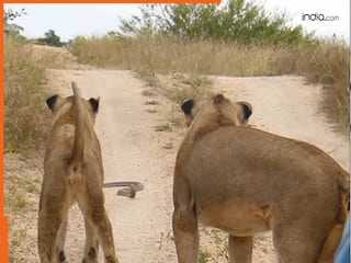 Lion Vs Cobra Snake: दो शेरों का रास्ता रोक खड़ा हुआ कोबरा सांप, आखिर जंगल की इस खूंखार लड़ाई में किसकी हुई जीत | देखें वीडियो