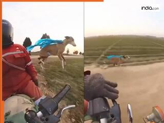 Dog Ka Video: चलती बाइक से कूद गया डॉगी, फिर लगाई ऐसी दौड़ स्पीड देख चौंक जाएंगे आप | देखें वीडियो