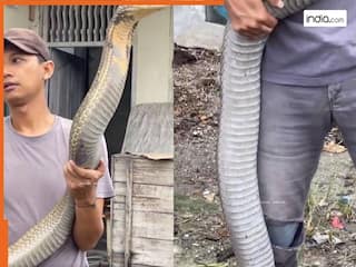 Cobra Ka Video: जंगल से निकलकर आया 18 फीट का किंग कोबरा, बिना डरे शख्स ने हाथ में उठाया | देखें वीडियो