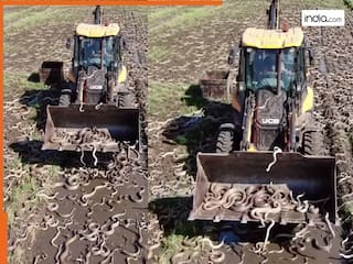 Saanp Ka Video: खेत में सांपों का ऐसा मंजर पहले कभी नहीं देखा, वायरल वीडियो देखकर कांप उठा इंटरनेट | देखें वीडियो