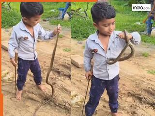 'छोटू का यमराज के साथ उठना बैठना है' छोटे बच्चे के सामने बेबस नजर आया सांप,  हंसते-हंसते मुट्ठी में जकड़ लिया | देखें वीडियो